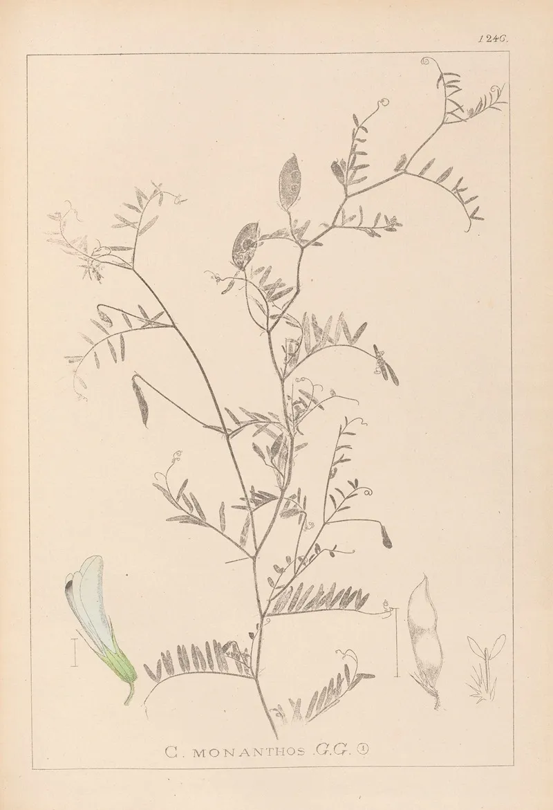 Herbier De La Flore Francaise Pl 0479 Wall Art by Louis Antoine Cusin - High-Resolution Digital Print