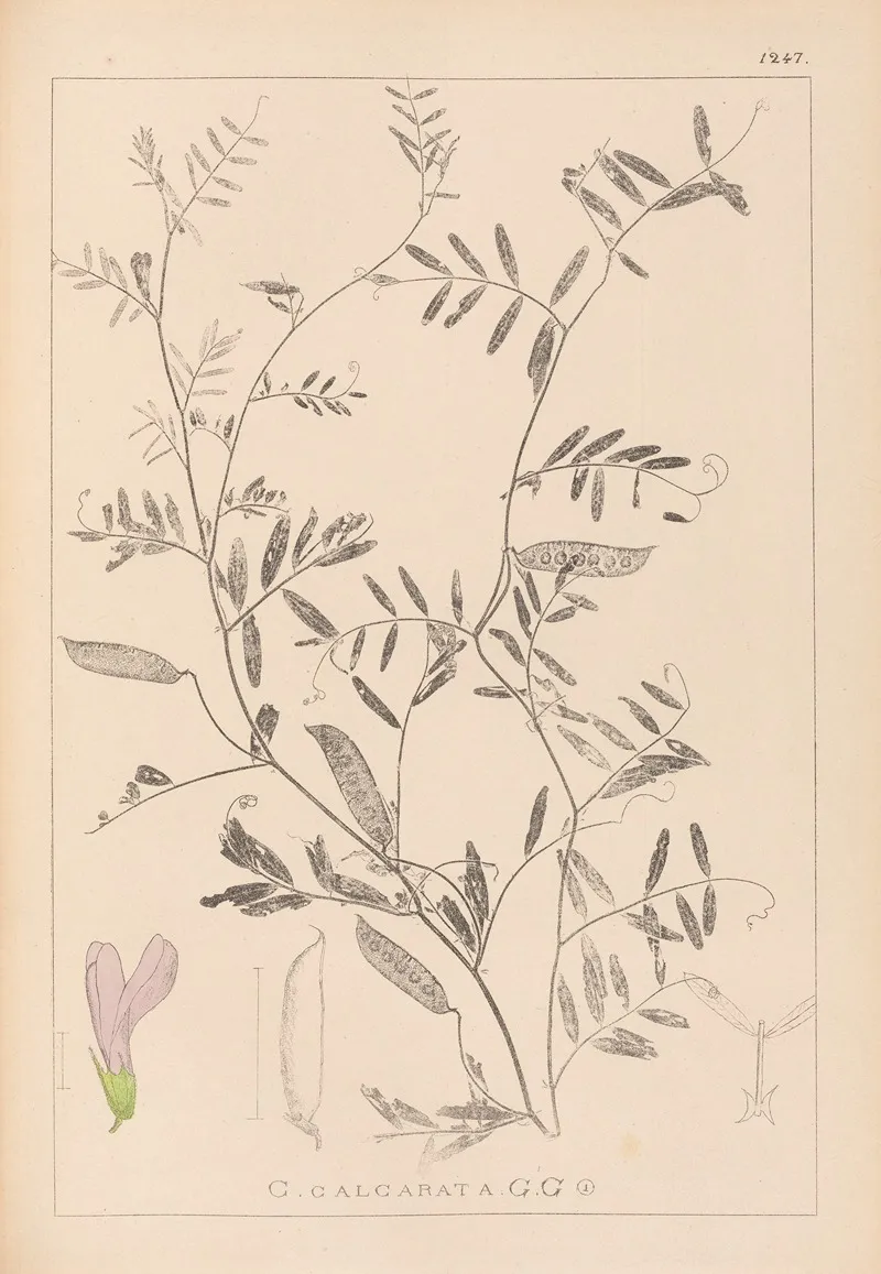 Herbier De La Flore Francaise Pl 0480 Wall Art by Louis Antoine Cusin - High-Resolution Digital Print