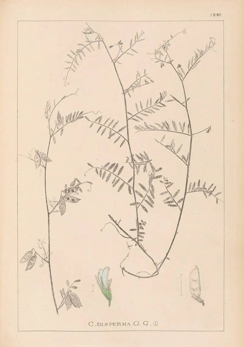 Herbier De La Flore Francaise Pl 0481 Wall Art by Louis Antoine Cusin - High-Resolution Digital Print