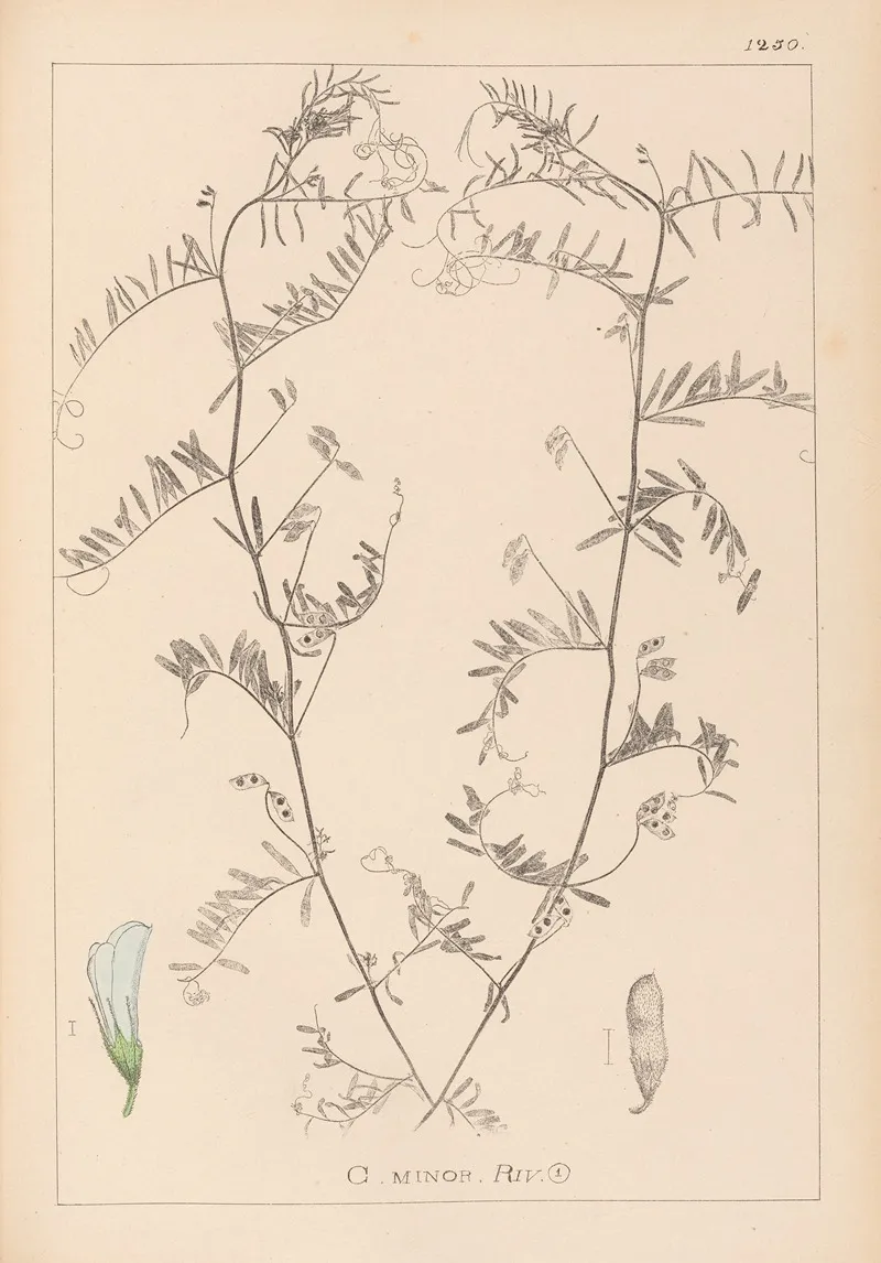Herbier De La Flore Francaise Pl 0482 Wall Art by Louis Antoine Cusin - High-Resolution Digital Print