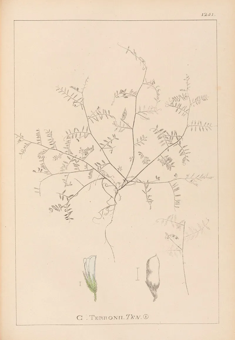 Herbier De La Flore Francaise Pl 0483 Wall Art by Louis Antoine Cusin - High-Resolution Digital Print