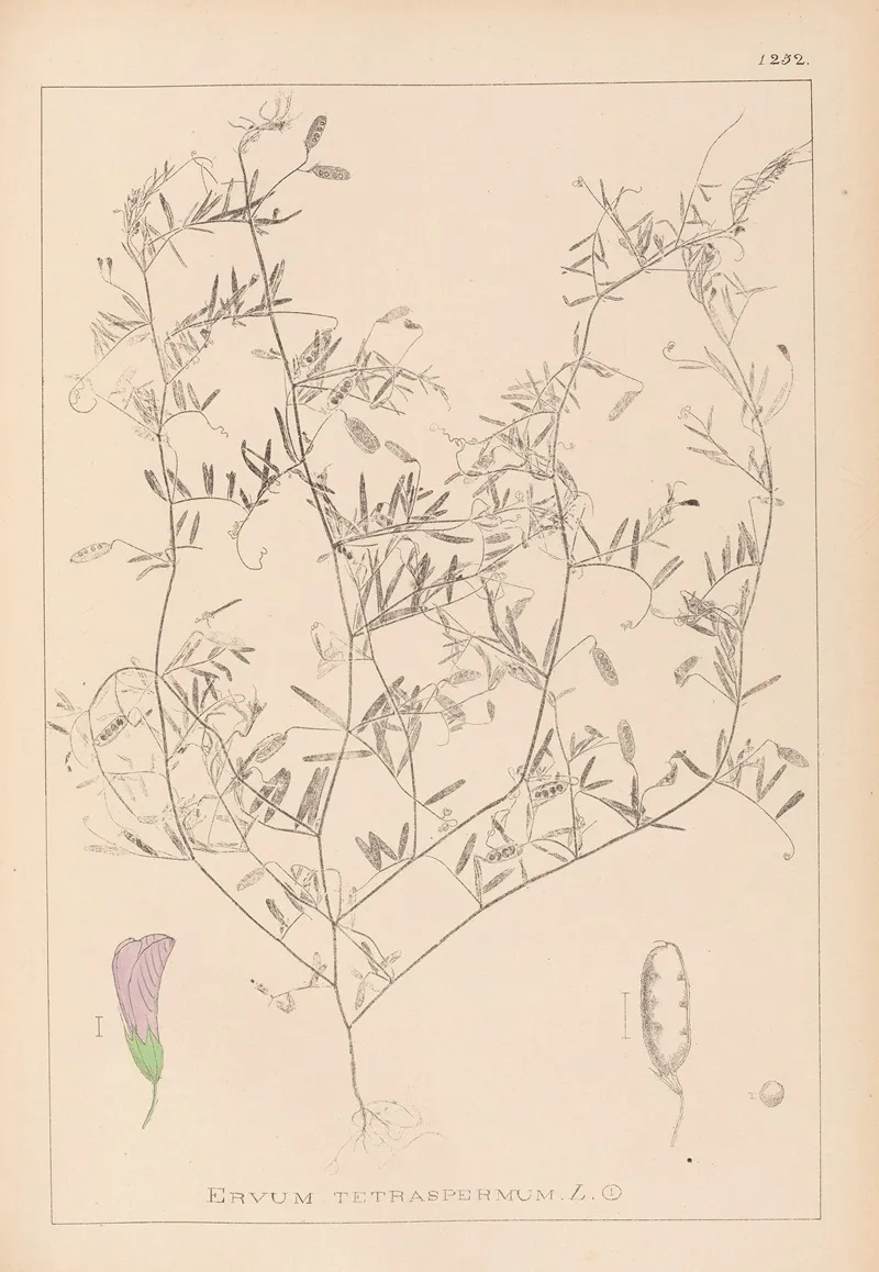 Herbier De La Flore Francaise Pl 0484 Wall Art by Louis Antoine Cusin - High-Resolution Digital Print