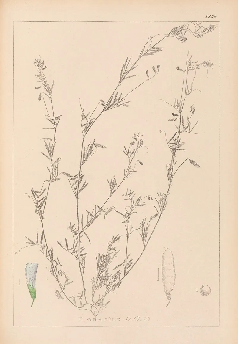Herbier De La Flore Francaise Pl 0486 Wall Art by Louis Antoine Cusin - High-Resolution Digital Print