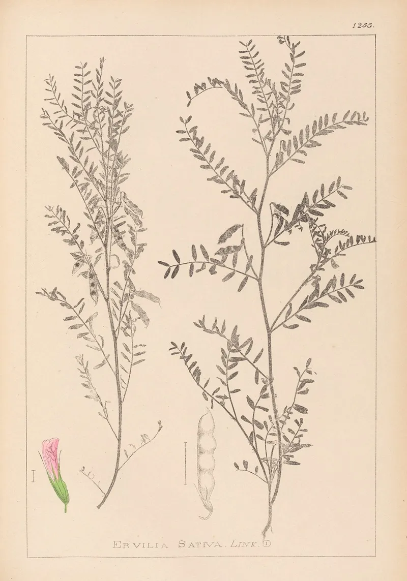 Herbier De La Flore Francaise Pl 0487 Wall Art by Louis Antoine Cusin - High-Resolution Digital Print