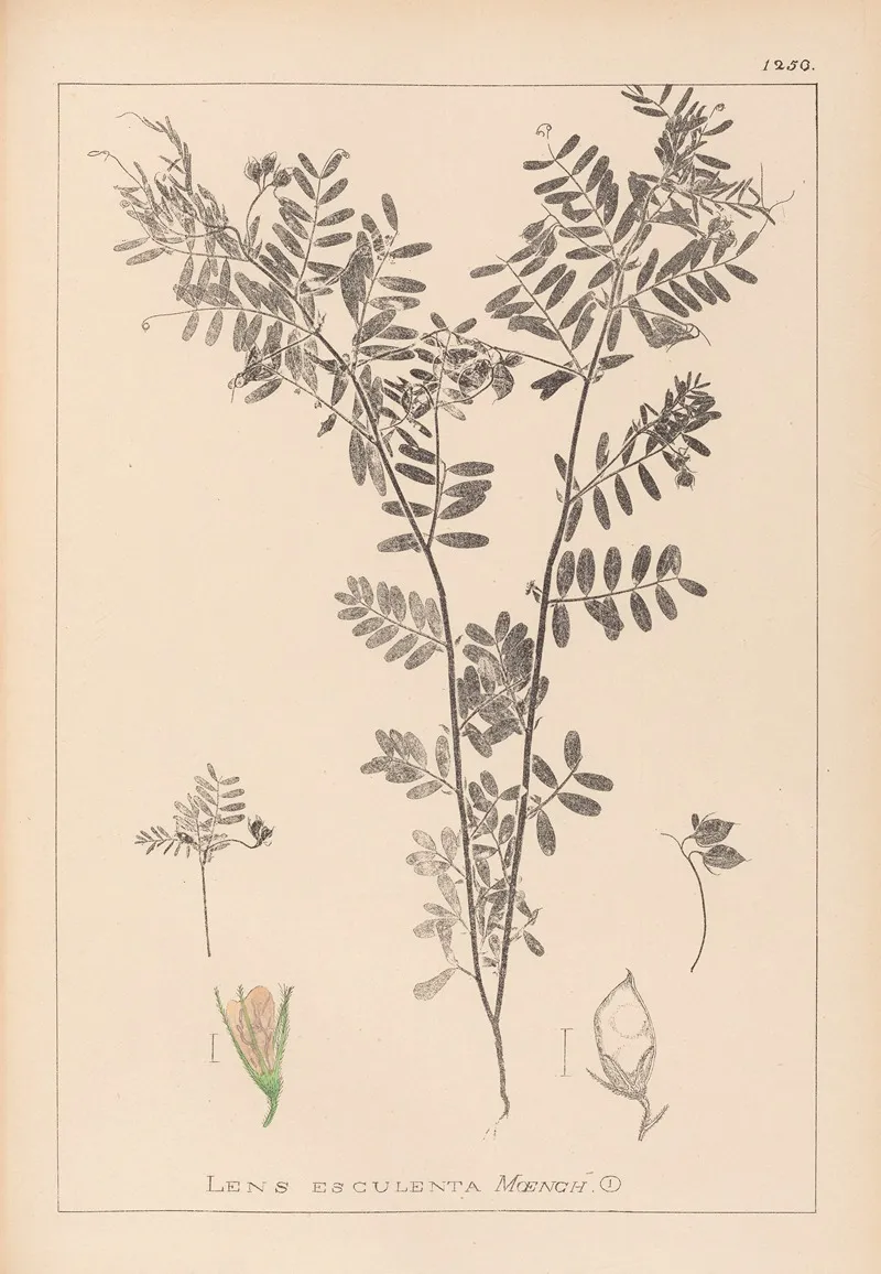 Herbier De La Flore Francaise Pl 0488 Wall Art by Louis Antoine Cusin - High-Resolution Digital Print