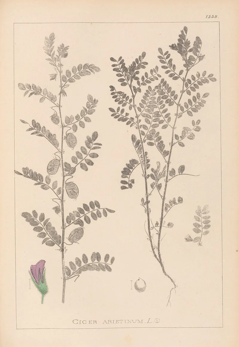 Herbier De La Flore Francaise Pl 0490 Wall Art by Louis Antoine Cusin - High-Resolution Digital Print