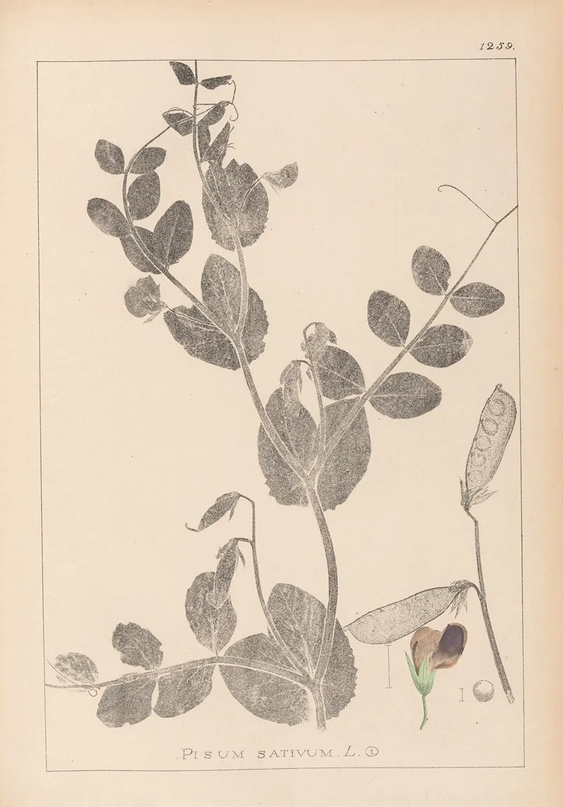 Herbier De La Flore Francaise Pl 0491 Wall Art by Louis Antoine Cusin - High-Resolution Digital Print