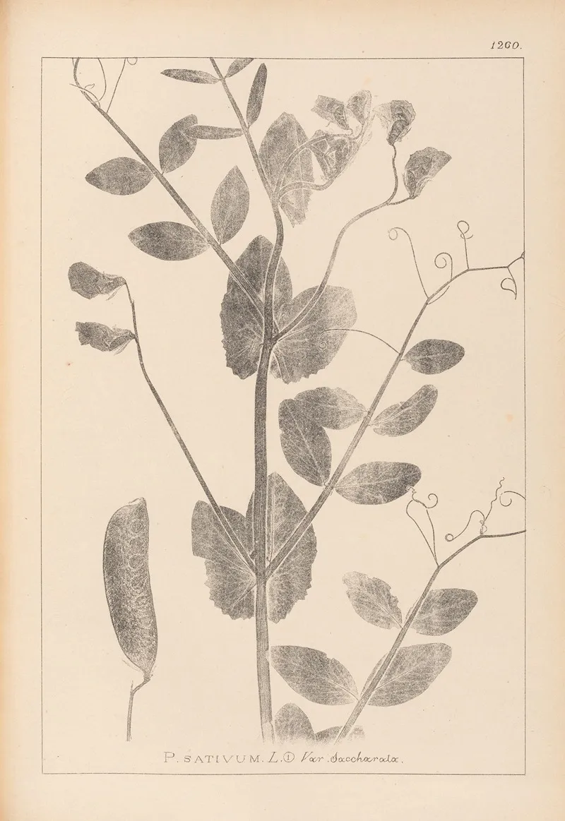 Herbier De La Flore Francaise Pl 0492 Wall Art by Louis Antoine Cusin - High-Resolution Digital Print