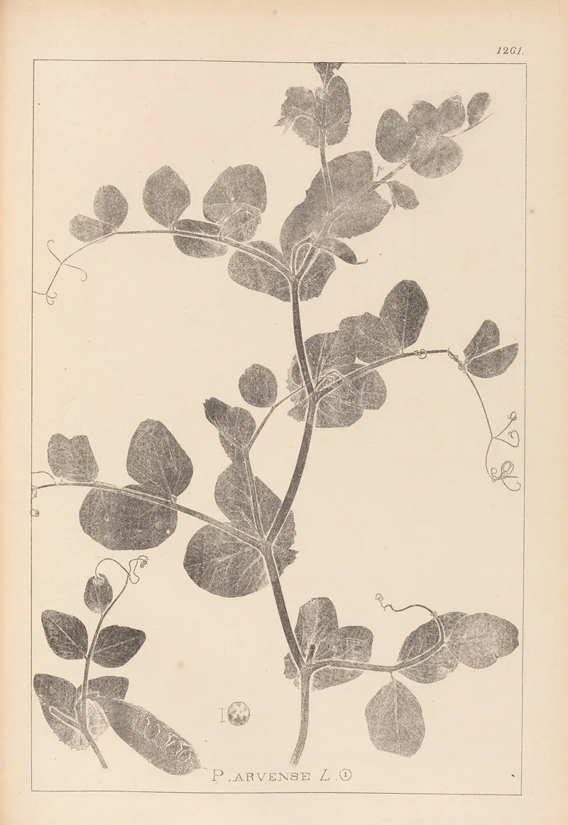 Herbier De La Flore Francaise Pl 0493 Wall Art by Louis Antoine Cusin - High-Resolution Digital Print