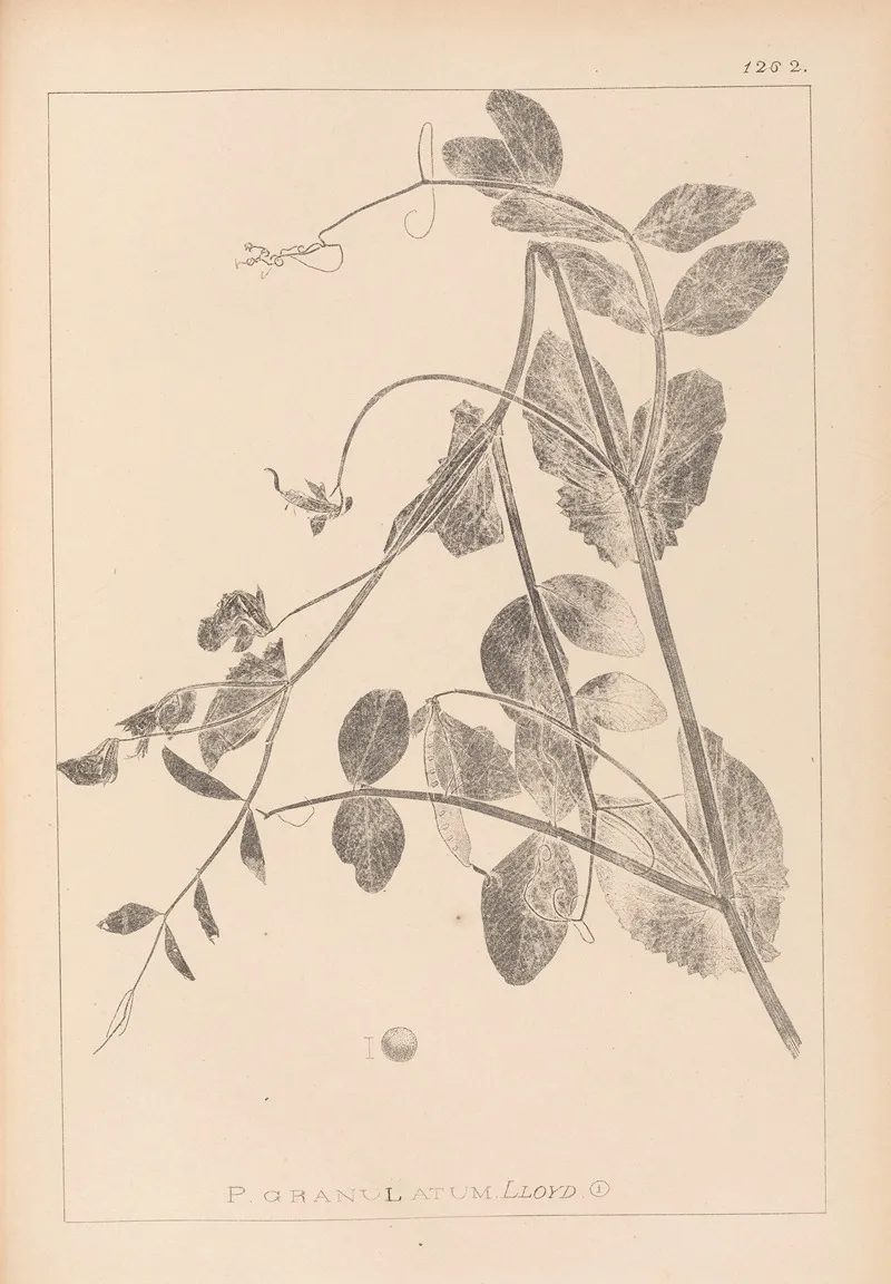 Herbier De La Flore Francaise Pl 0494 Wall Art by Louis Antoine Cusin - High-Resolution Digital Print