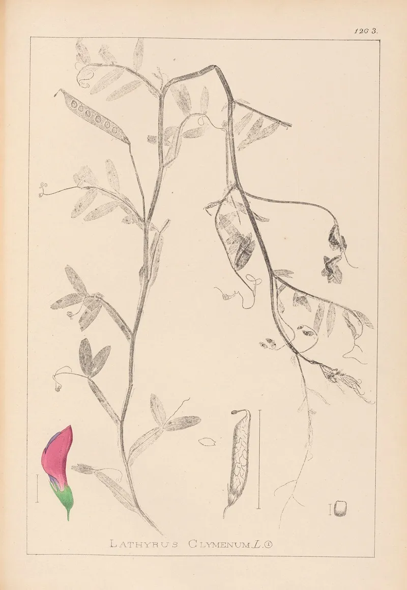 Herbier De La Flore Francaise Pl 0495 Wall Art by Louis Antoine Cusin - High-Resolution Digital Print