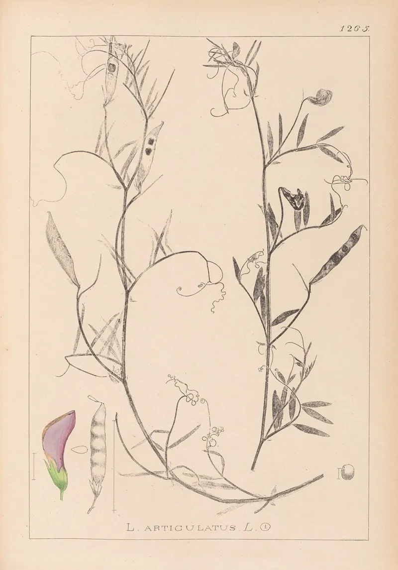 Herbier De La Flore Francaise Pl 0497 Wall Art by Louis Antoine Cusin - High-Resolution Digital Print