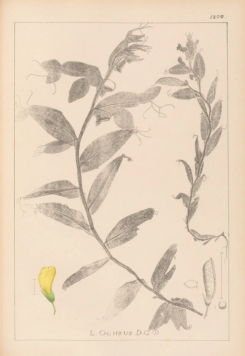 Herbier De La Flore Francaise Pl 0498 Wall Art by Louis Antoine Cusin - High-Resolution Digital Print