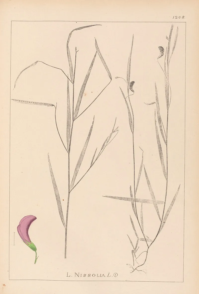 Herbier De La Flore Francaise Pl 0500 Wall Art by Louis Antoine Cusin - High-Resolution Digital Print