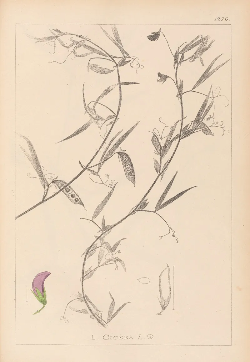 Herbier De La Flore Francaise Pl 0502 Wall Art by Louis Antoine Cusin - High-Resolution Digital Print
