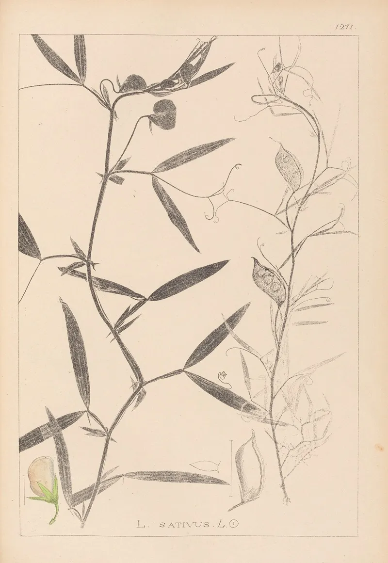 Herbier De La Flore Francaise Pl 0503 Wall Art by Louis Antoine Cusin - High-Resolution Digital Print