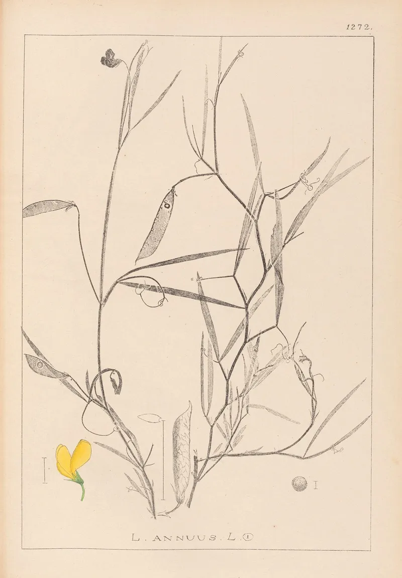 Herbier De La Flore Francaise Pl 0504 Wall Art by Louis Antoine Cusin - High-Resolution Digital Print