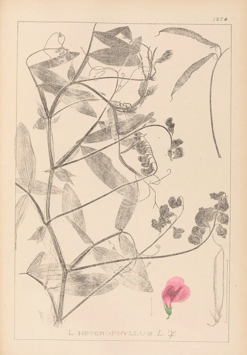 Herbier De La Flore Francaise Pl 0506 Wall Art by Louis Antoine Cusin - High-Resolution Digital Print