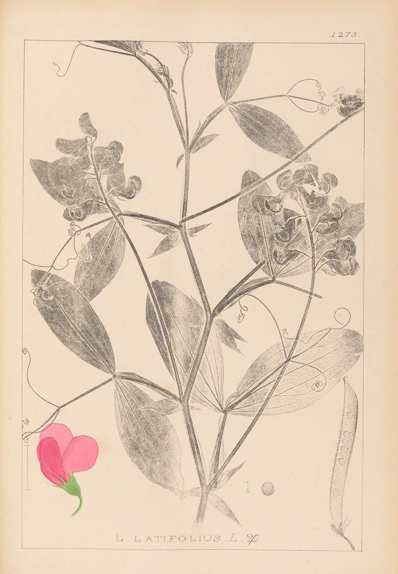 Herbier De La Flore Francaise Pl 0507 Wall Art by Louis Antoine Cusin - High-Resolution Digital Print