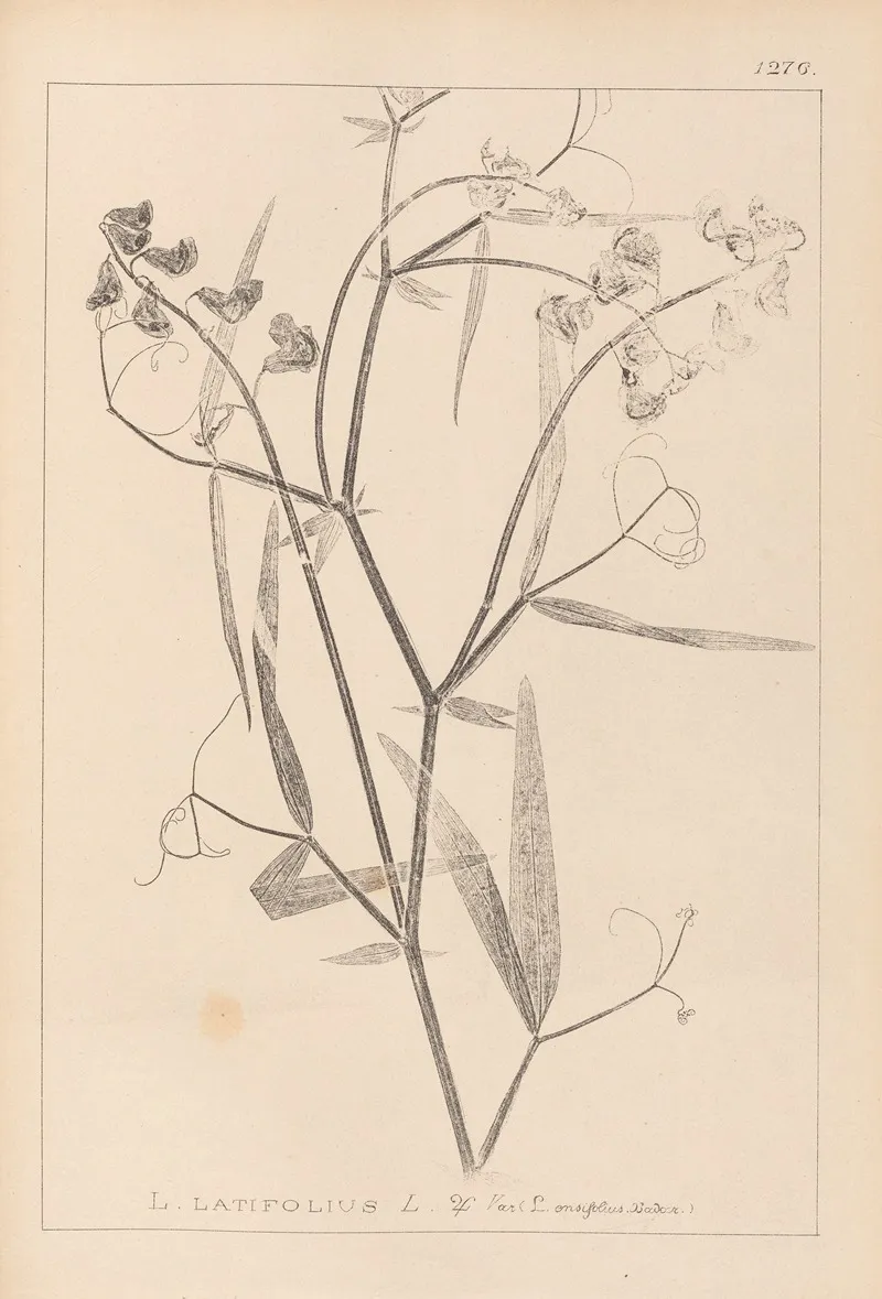 Herbier De La Flore Francaise Pl 0508 Wall Art by Louis Antoine Cusin - High-Resolution Digital Print