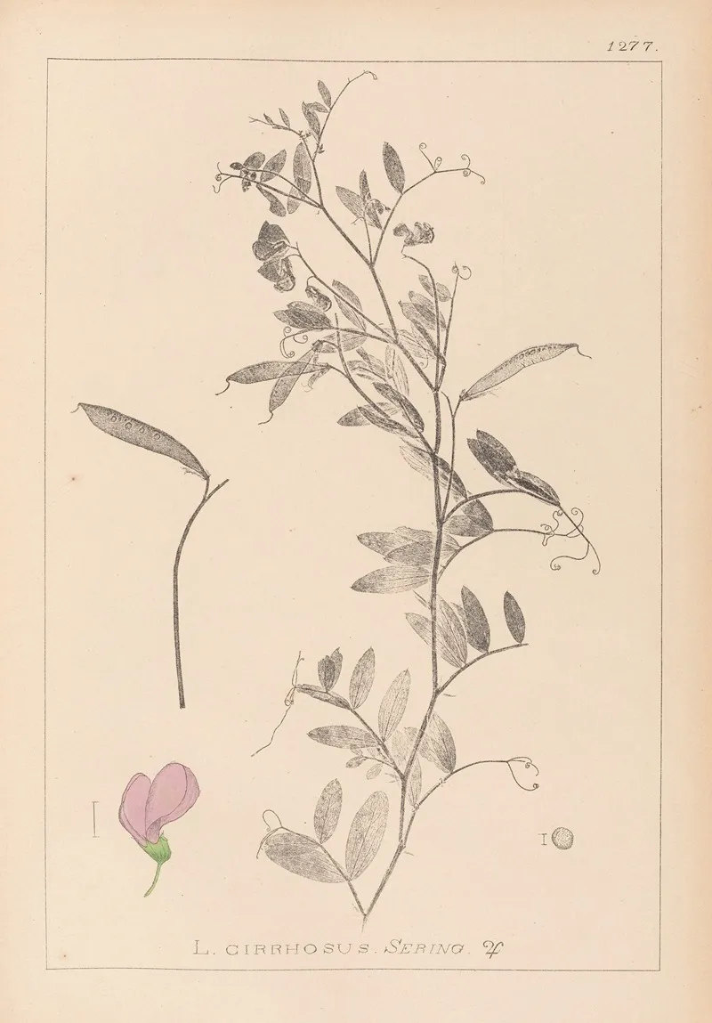Herbier De La Flore Francaise Pl 0509 Wall Art by Louis Antoine Cusin - High-Resolution Digital Print