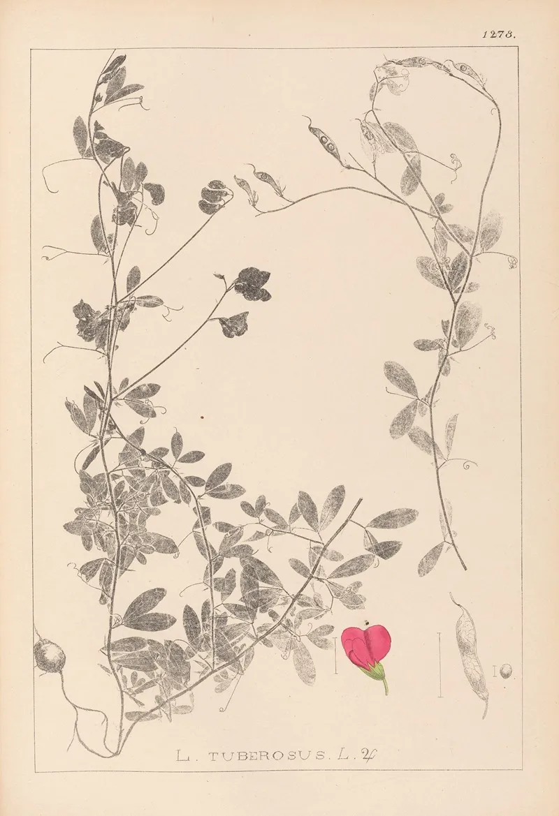 Herbier De La Flore Francaise Pl 0510 Wall Art by Louis Antoine Cusin - High-Resolution Digital Print