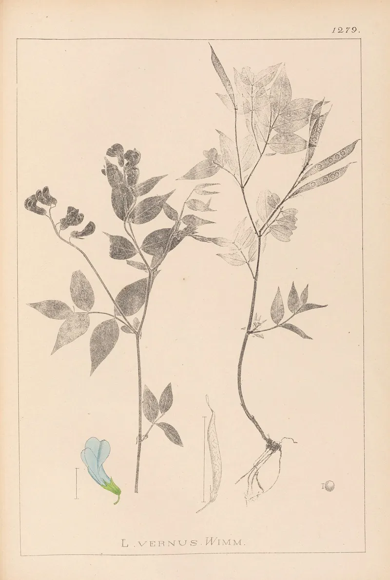 Herbier De La Flore Francaise Pl 0511 Wall Art by Louis Antoine Cusin - High-Resolution Digital Print