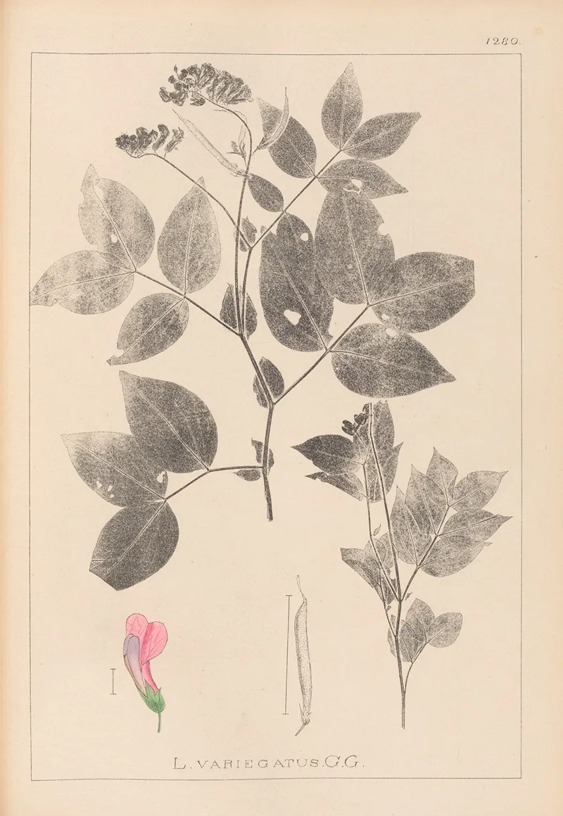 Herbier De La Flore Francaise Pl 0512 Wall Art by Louis Antoine Cusin - High-Resolution Digital Print