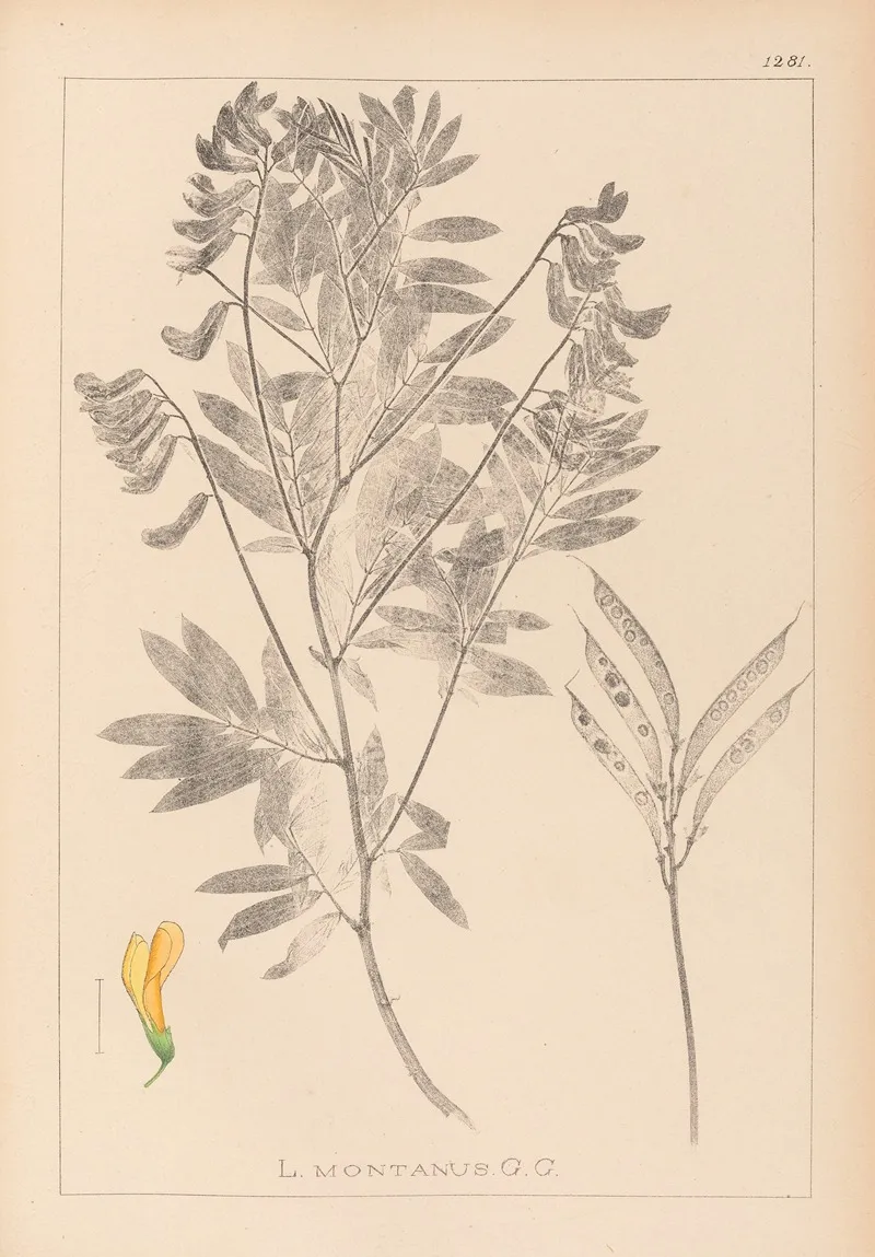 Herbier De La Flore Francaise Pl 0513 Wall Art by Louis Antoine Cusin - High-Resolution Digital Print