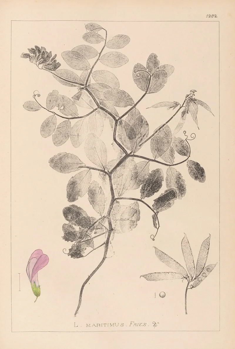 Herbier De La Flore Francaise Pl 0514 Wall Art by Louis Antoine Cusin - High-Resolution Digital Print
