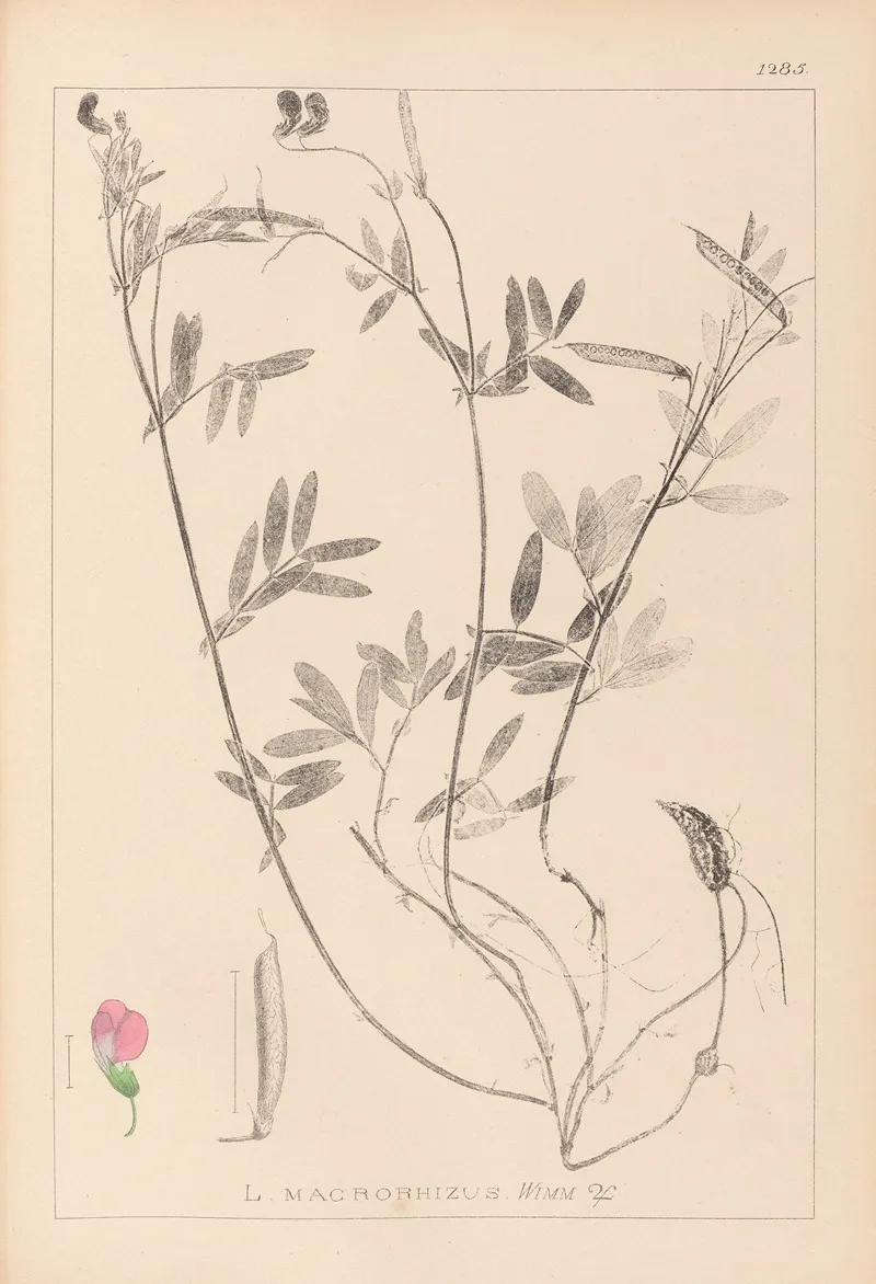 Herbier De La Flore Francaise Pl 0517 Wall Art by Louis Antoine Cusin - High-Resolution Digital Print