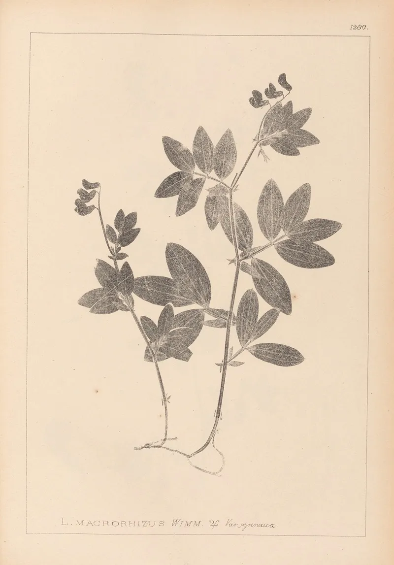 Herbier De La Flore Francaise Pl 0518 Wall Art by Louis Antoine Cusin - High-Resolution Digital Print