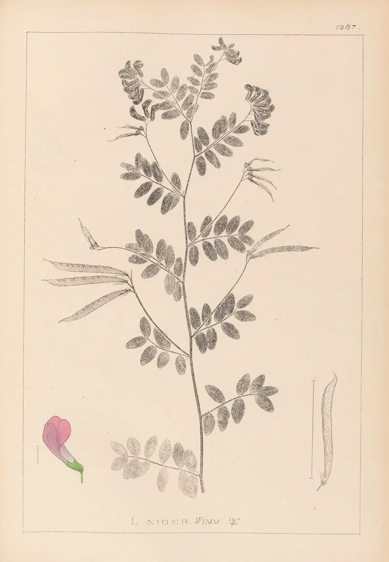 Herbier De La Flore Francaise Pl 0519 Wall Art by Louis Antoine Cusin - High-Resolution Digital Print