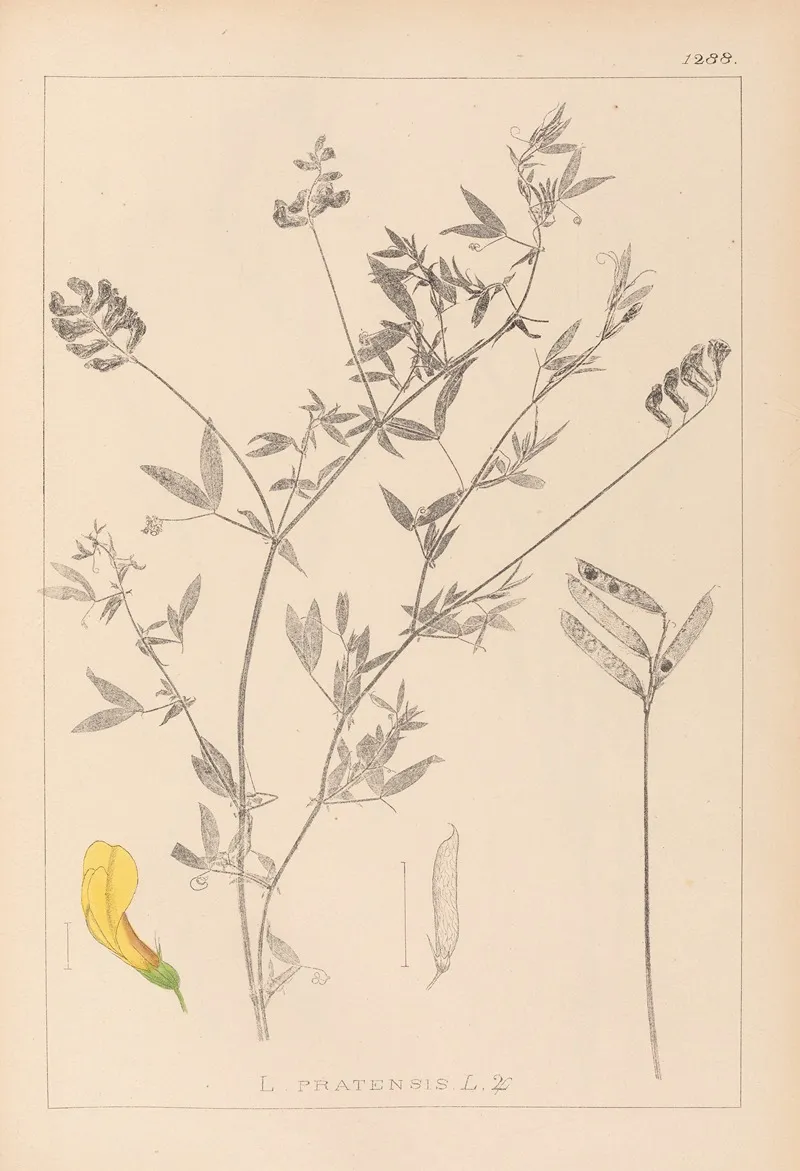 Herbier De La Flore Francaise Pl 0520 Wall Art by Louis Antoine Cusin - High-Resolution Digital Print