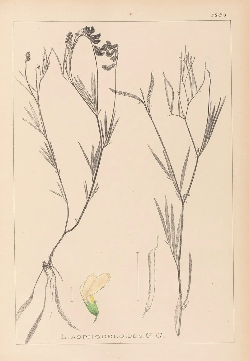 Herbier De La Flore Francaise Pl 0521 Wall Art by Louis Antoine Cusin - High-Resolution Digital Print
