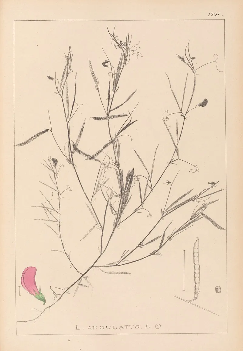 Herbier De La Flore Francaise Pl 0523 Wall Art by Louis Antoine Cusin - High-Resolution Digital Print