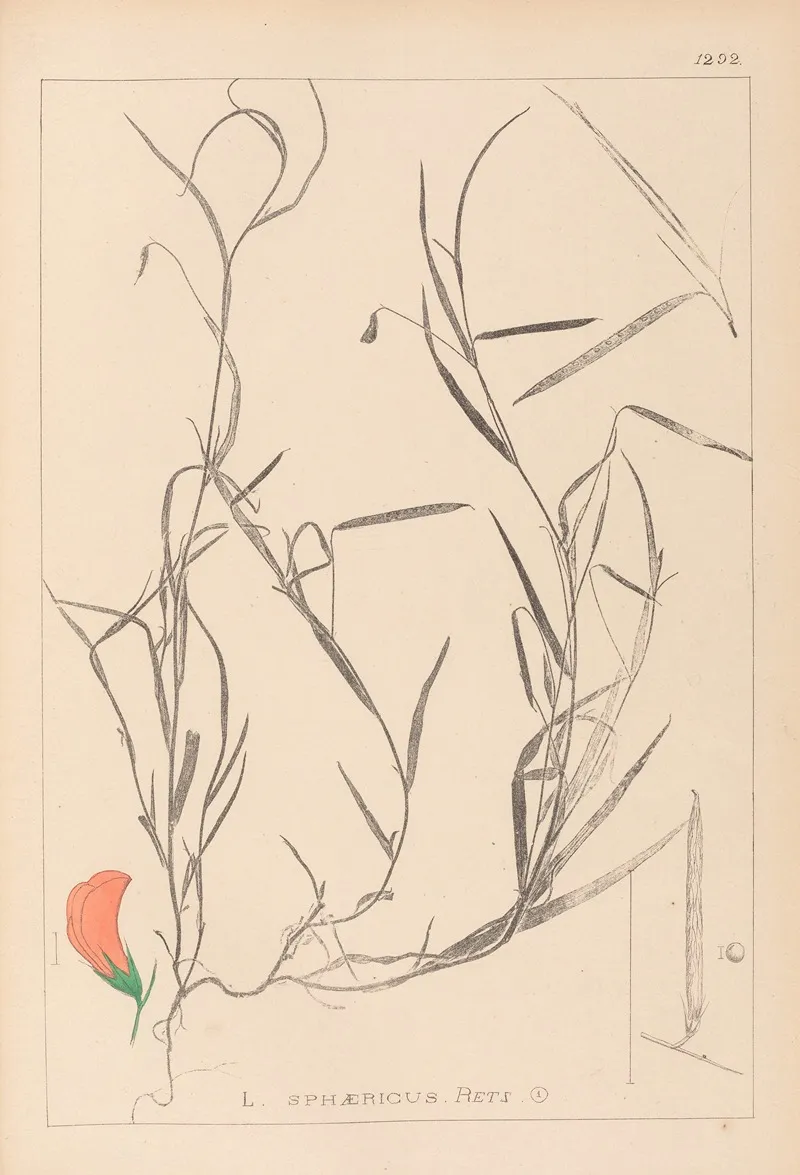 Herbier De La Flore Francaise Pl 0524 Wall Art by Louis Antoine Cusin - High-Resolution Digital Print