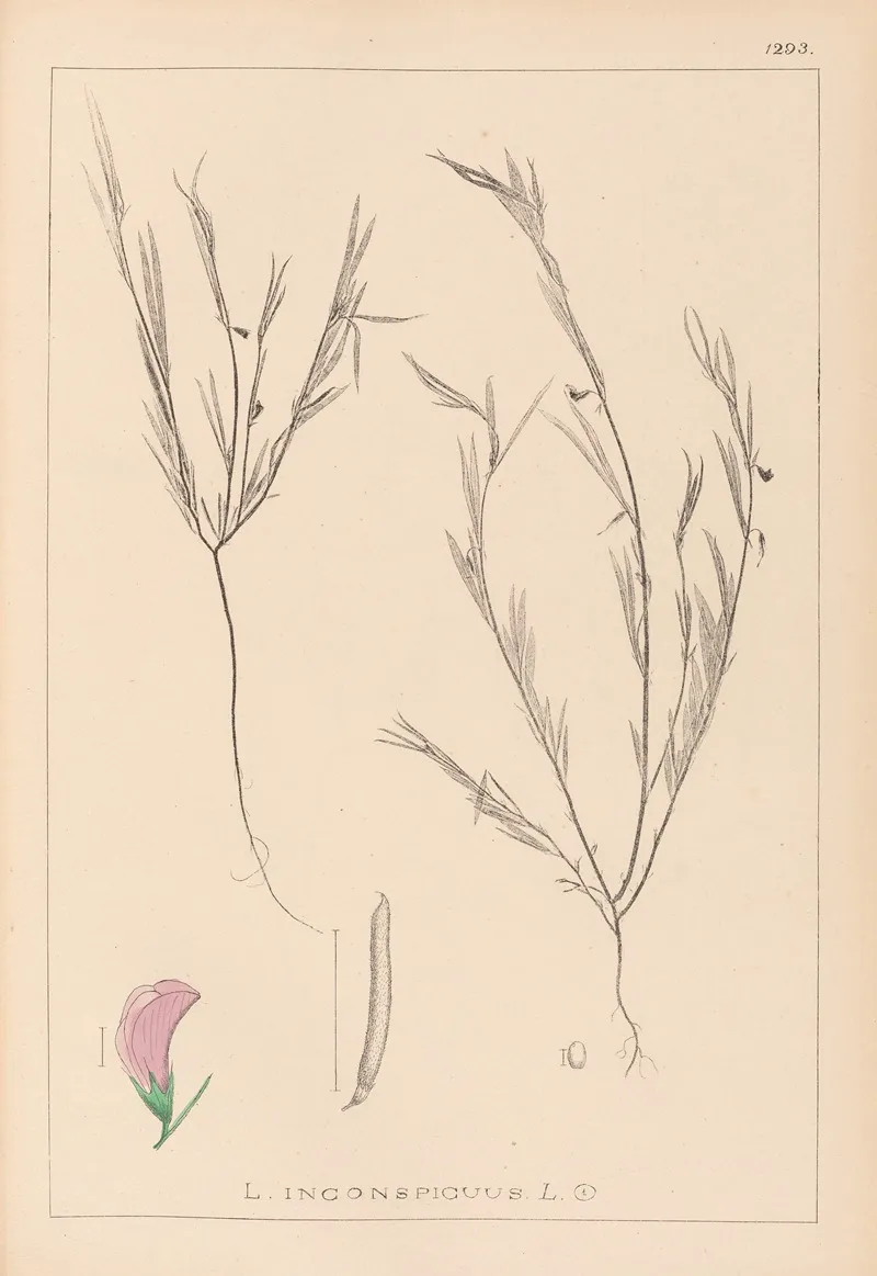 Herbier De La Flore Francaise Pl 0525 Wall Art by Louis Antoine Cusin - High-Resolution Digital Print