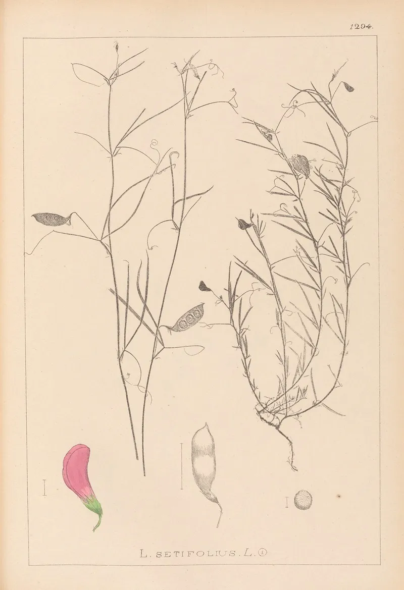 Herbier De La Flore Francaise Pl 0526 Wall Art by Louis Antoine Cusin - High-Resolution Digital Print