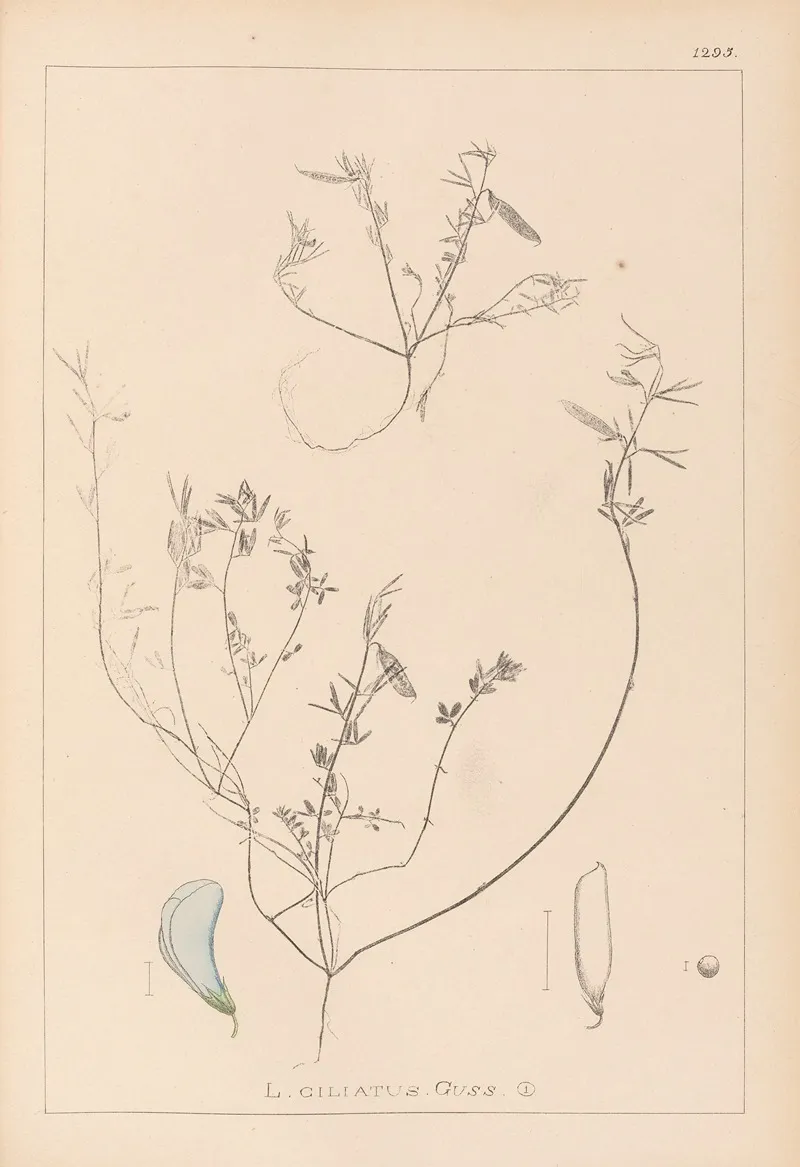 Herbier De La Flore Francaise Pl 0527 Wall Art by Louis Antoine Cusin - High-Resolution Digital Print