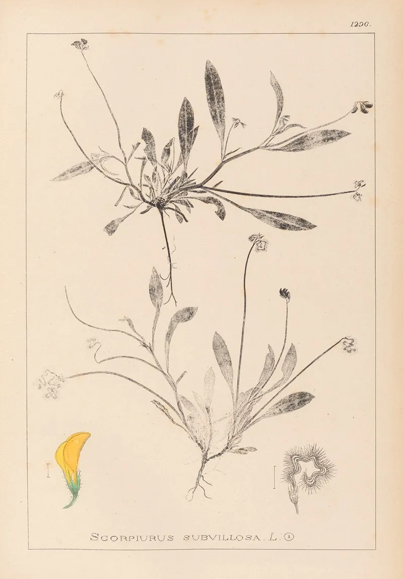Herbier De La Flore Francaise Pl 0528 Wall Art by Louis Antoine Cusin - High-Resolution Digital Print