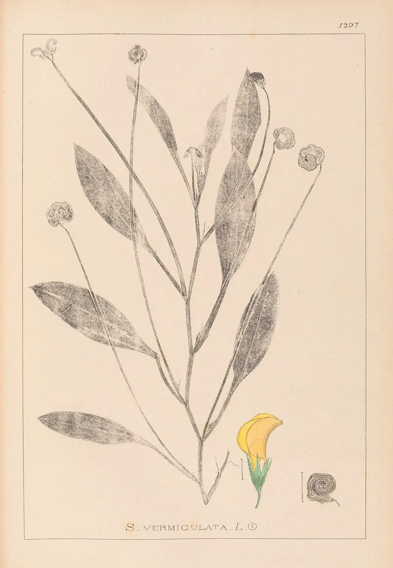 Herbier De La Flore Francaise Pl 0529 Wall Art by Louis Antoine Cusin - High-Resolution Digital Print