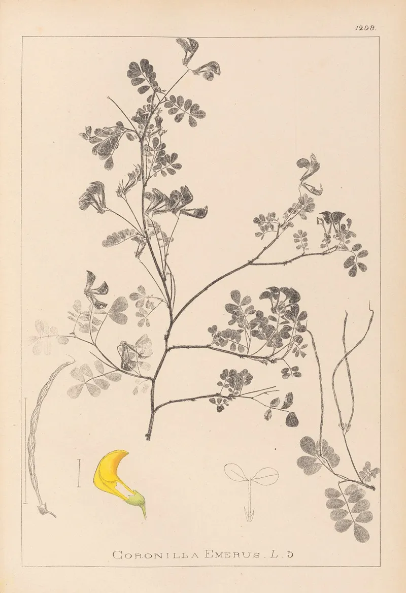 Herbier De La Flore Francaise Pl 0530 Wall Art by Louis Antoine Cusin - High-Resolution Digital Print