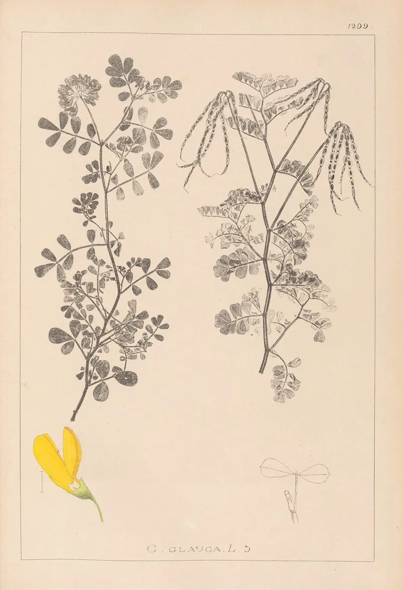 Herbier De La Flore Francaise Pl 0531 Wall Art by Louis Antoine Cusin - High-Resolution Digital Print