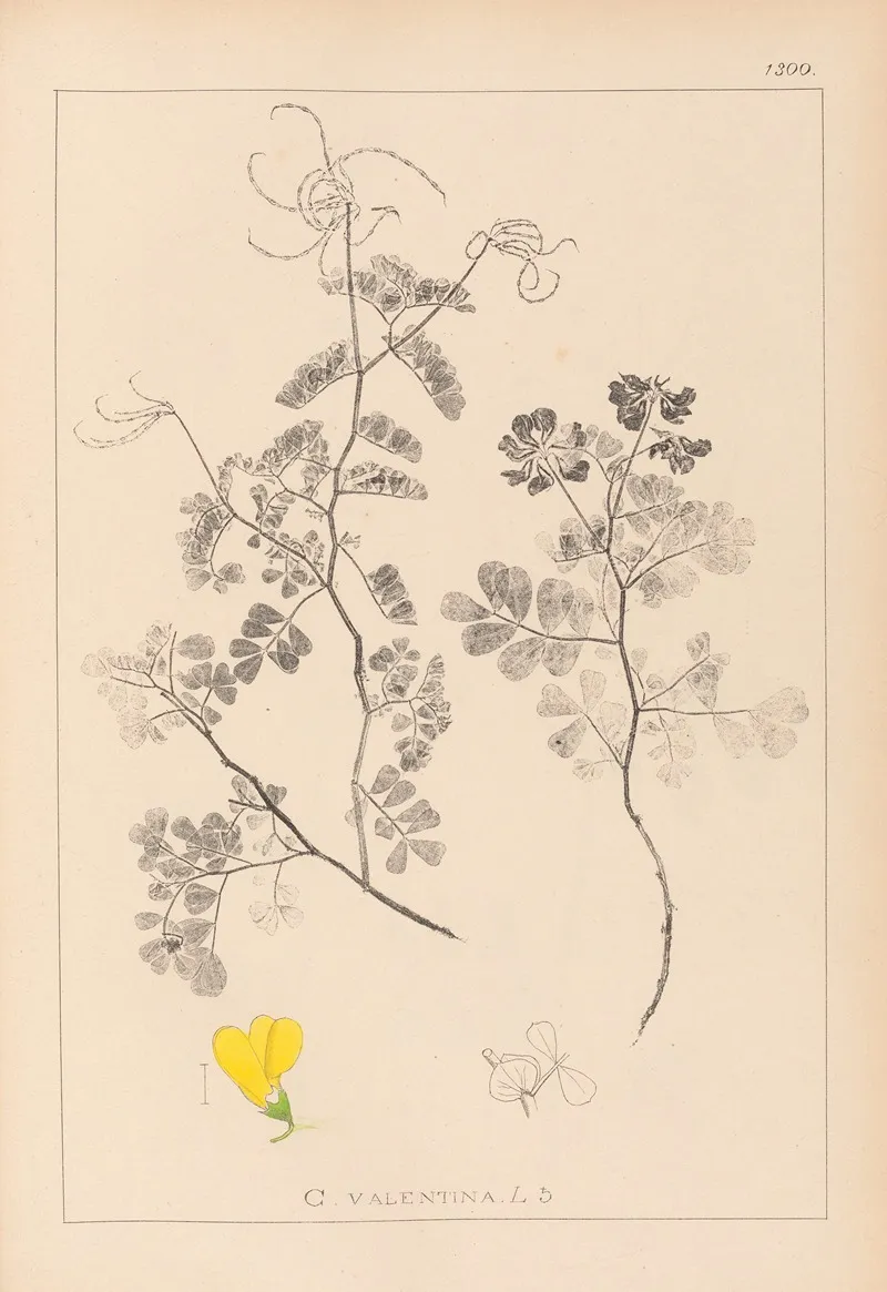 Herbier De La Flore Francaise Pl 0532 Wall Art by Louis Antoine Cusin - High-Resolution Digital Print