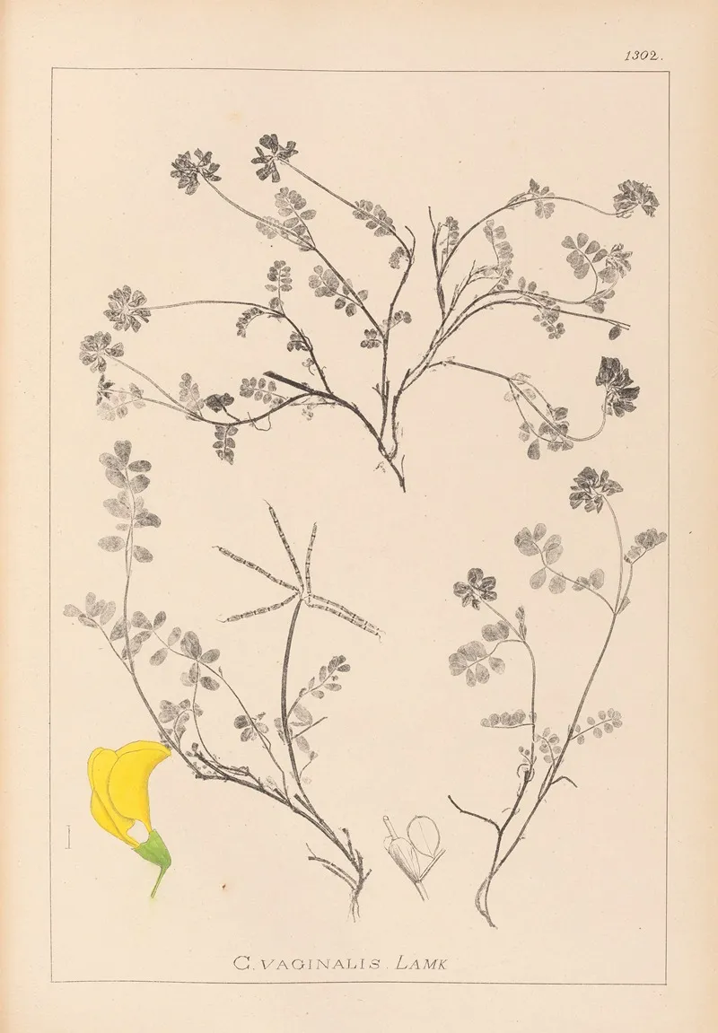 Herbier De La Flore Francaise Pl 0534 Wall Art by Louis Antoine Cusin - High-Resolution Digital Print