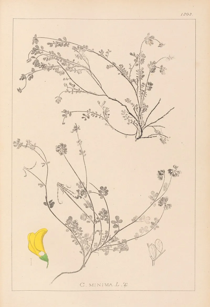 Herbier De La Flore Francaise Pl 0535 Wall Art by Louis Antoine Cusin - High-Resolution Digital Print