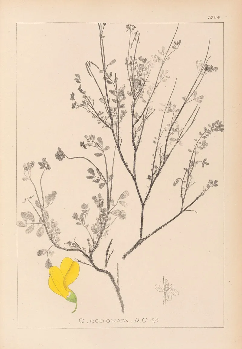 Herbier De La Flore Francaise Pl 0536 Wall Art by Louis Antoine Cusin - High-Resolution Digital Print