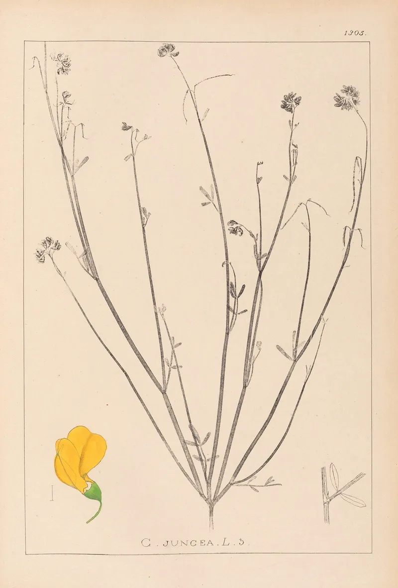 Herbier De La Flore Francaise Pl 0537 Wall Art by Louis Antoine Cusin - High-Resolution Digital Print