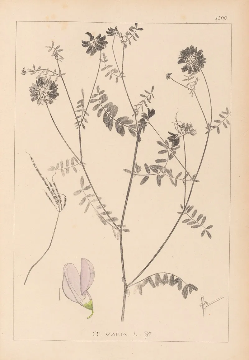 Herbier De La Flore Francaise Pl 0538 Wall Art by Louis Antoine Cusin - High-Resolution Digital Print